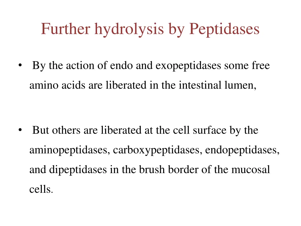 further hydrolysis by peptidases 1