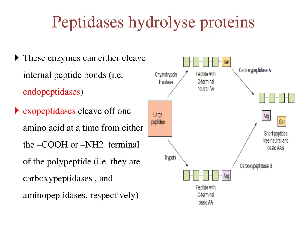 peptidases hydrolyse proteins