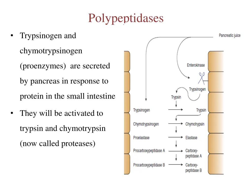 polypeptidases