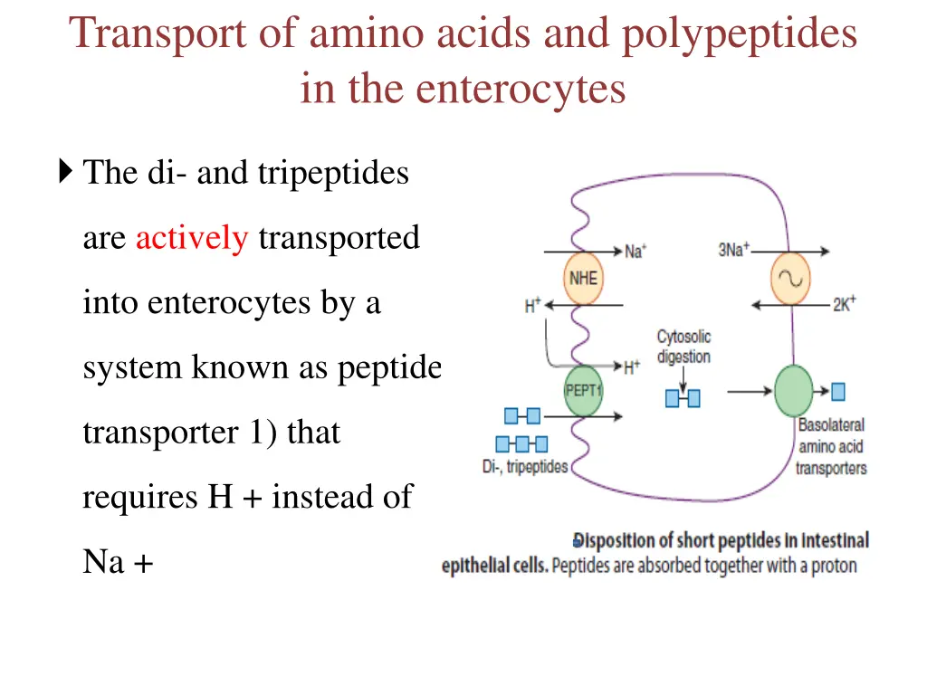 transport of amino acids and polypeptides 1