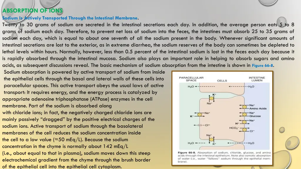 absorption of ions sodium is actively transported