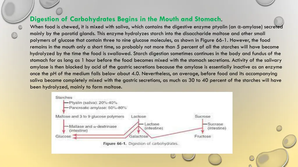 digestion of carbohydrates begins in the mouth