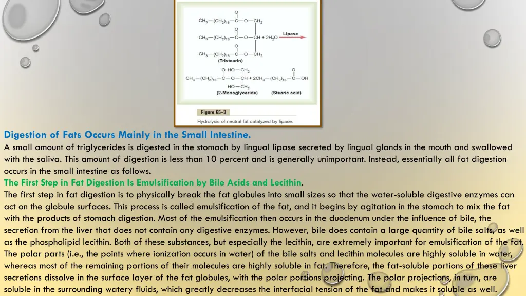 digestion of fats occurs mainly in the small