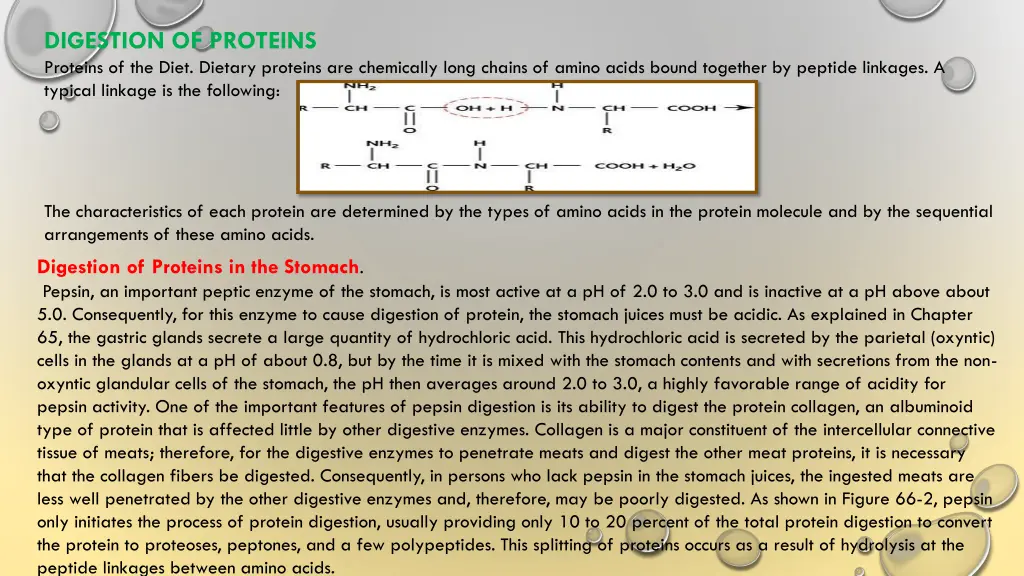 digestion of proteins proteins of the diet