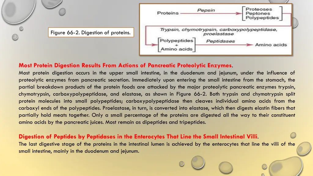 figure 66 2 digestion of proteins