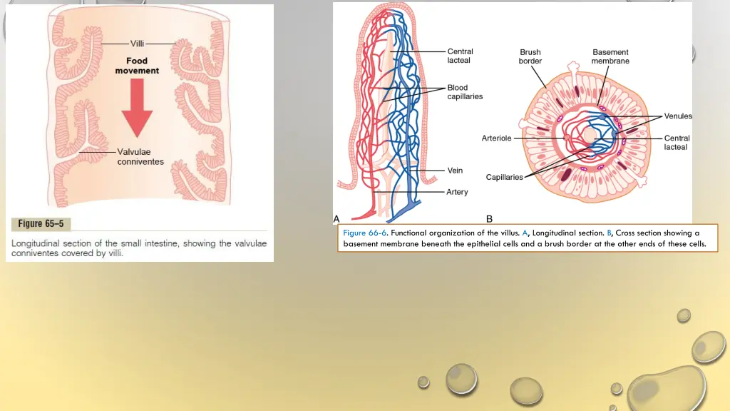 figure 66 6 functional organization of the villus