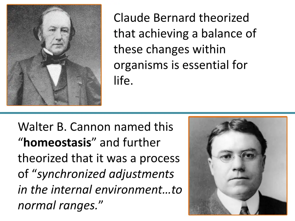 claude bernard theorized that achieving a balance