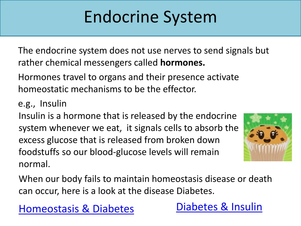 endocrine system