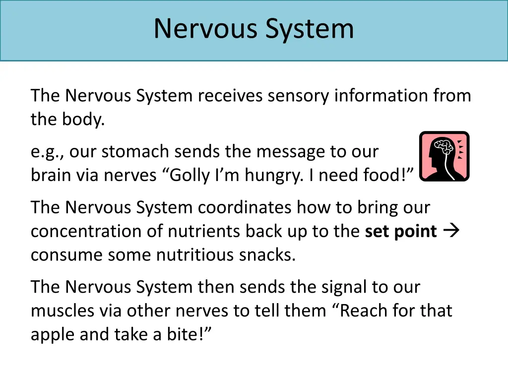 nervous system