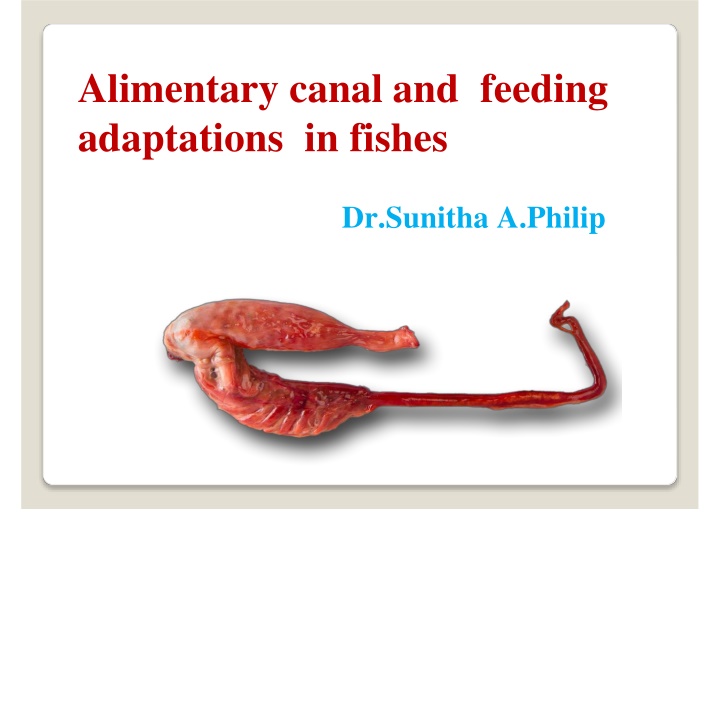 alimentary canal and feeding adaptations in fishes