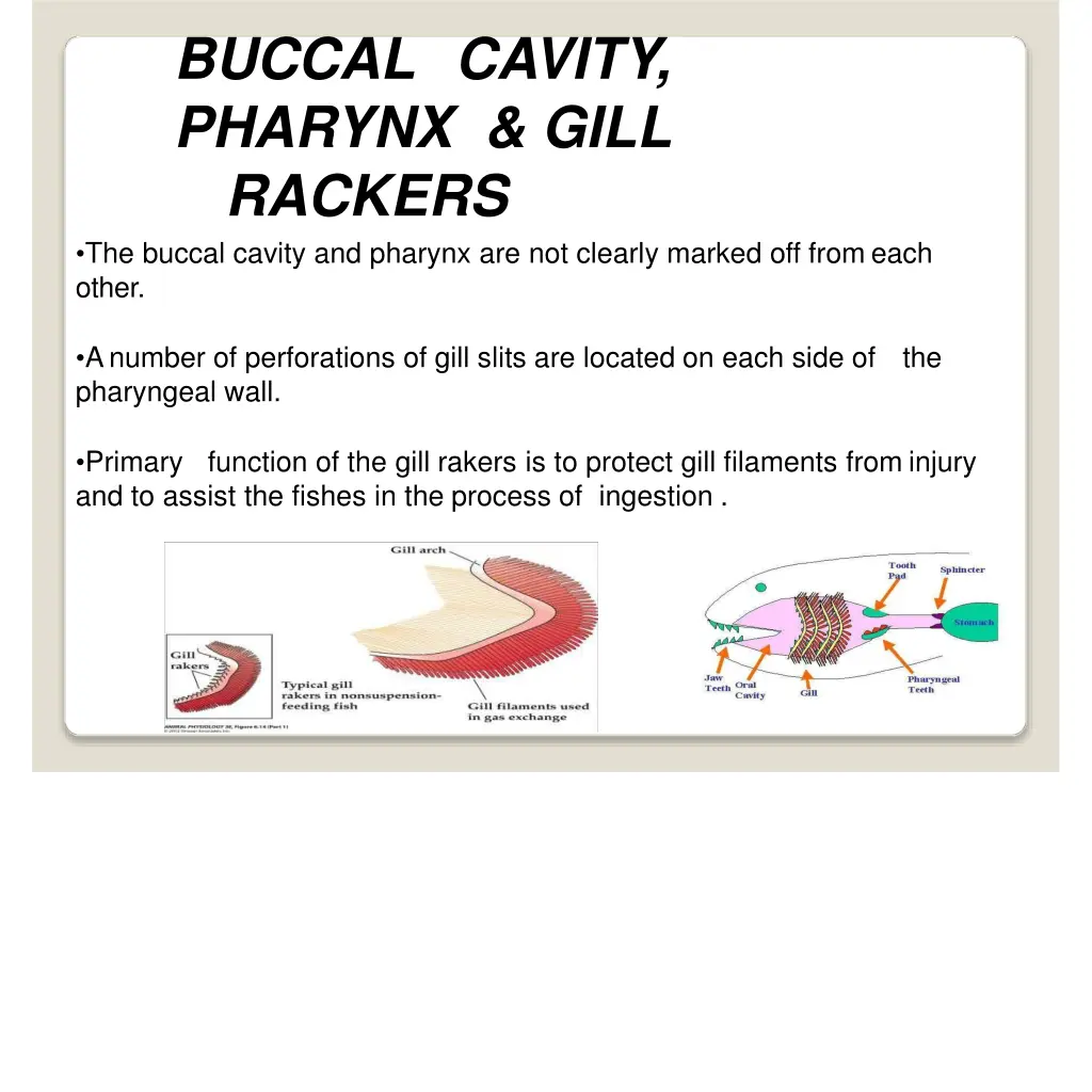 buccal cavity pharynx gill rackers the buccal