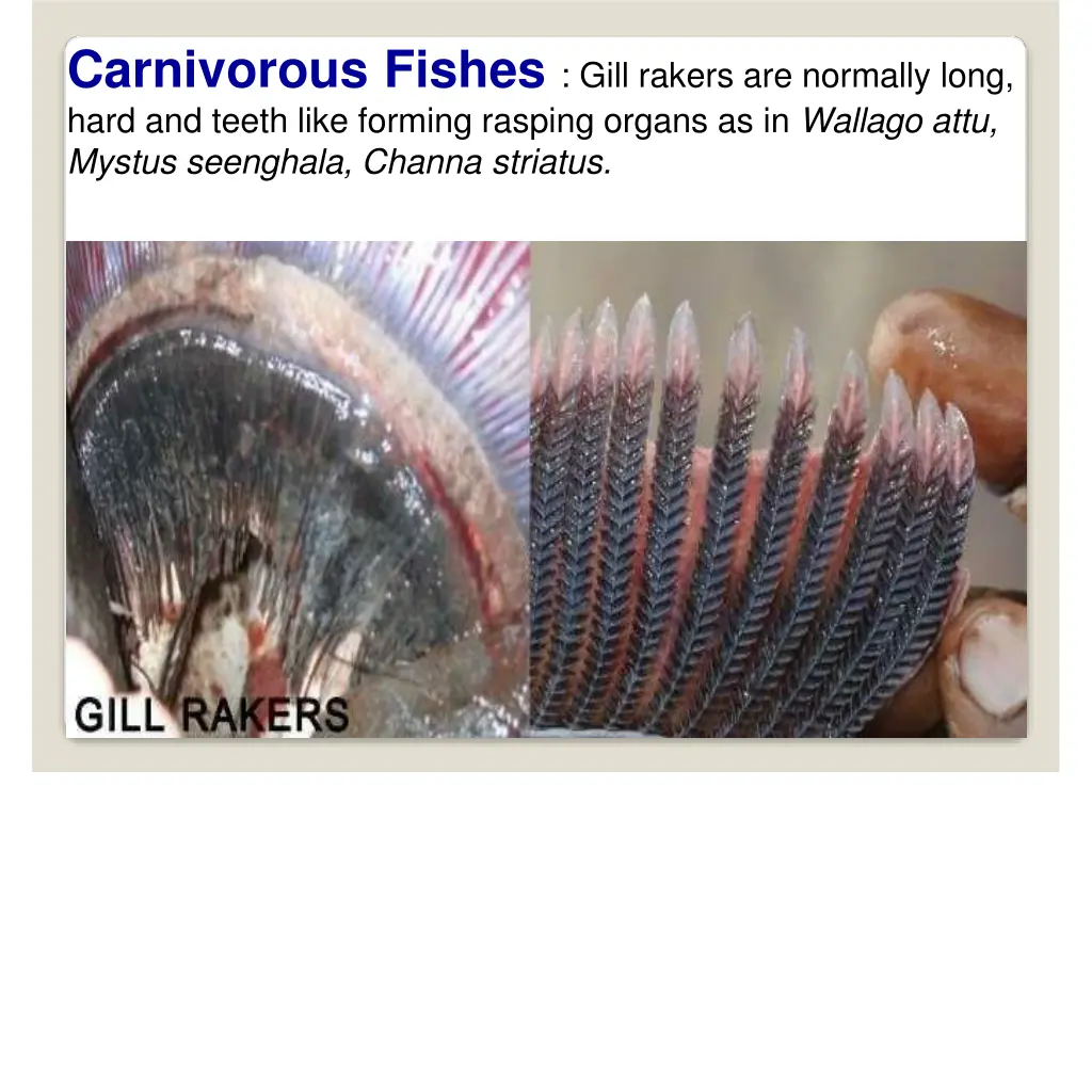 carnivorous fishes gill rakers are normally long