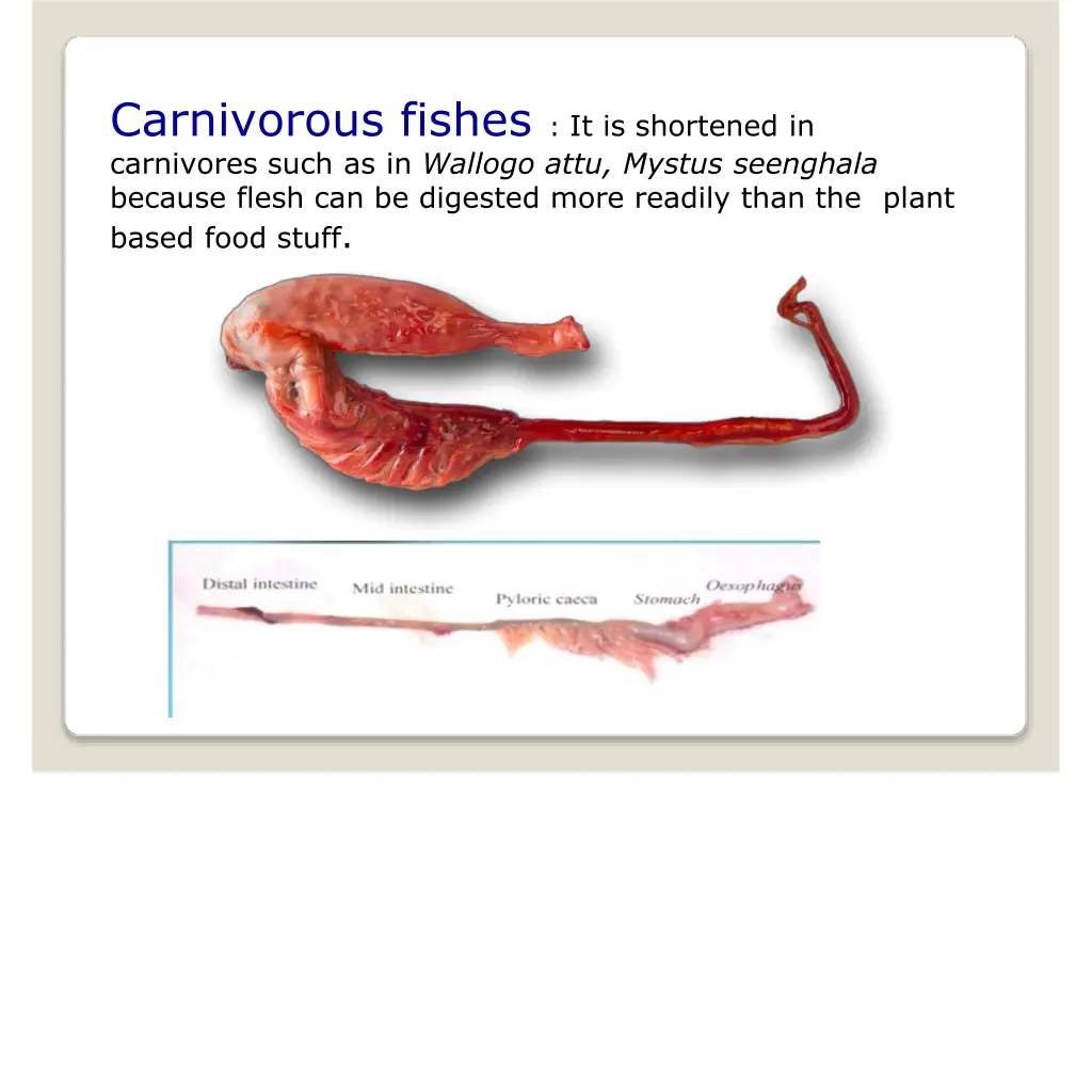 carnivorous fishes it is shortened in carnivores