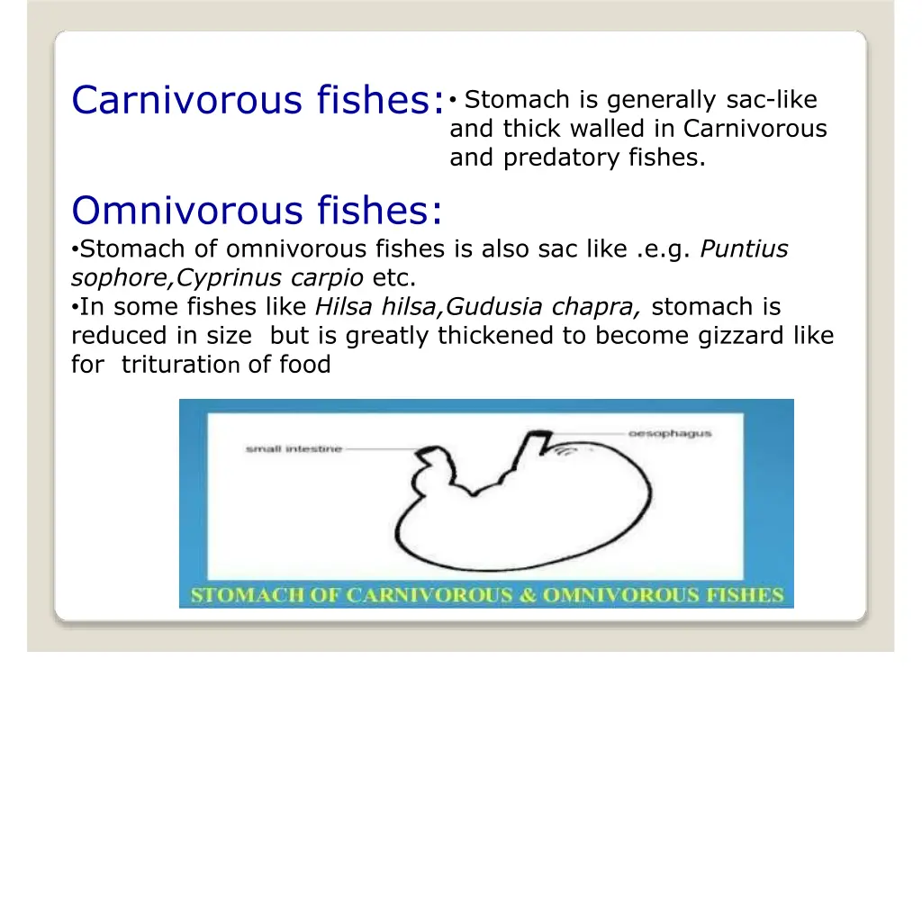 carnivorous fishes stomach is generally sac like