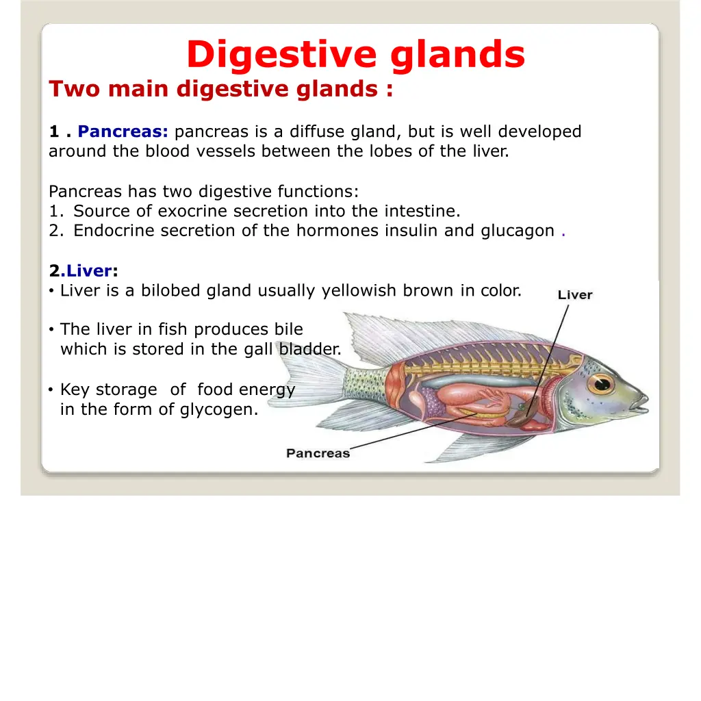 digestive glands two main digestive glands