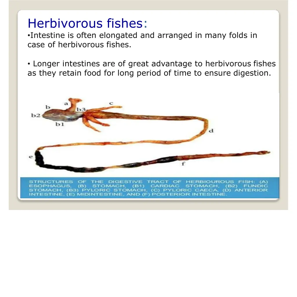 herbivorous fishes intestine is often elongated