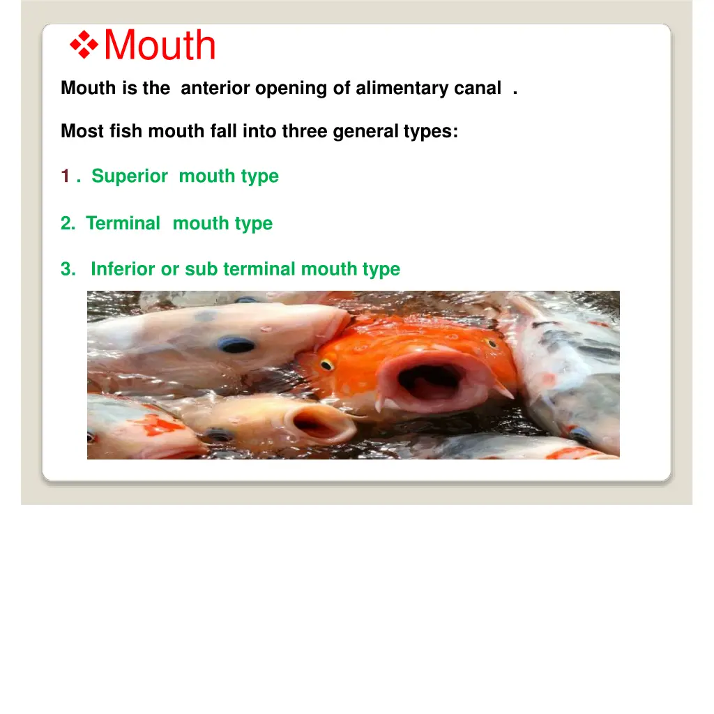 mouth mouth is the anterior opening of alimentary