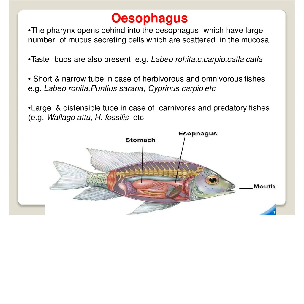 oesophagus