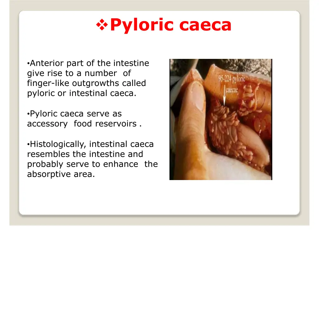 pyloric caeca