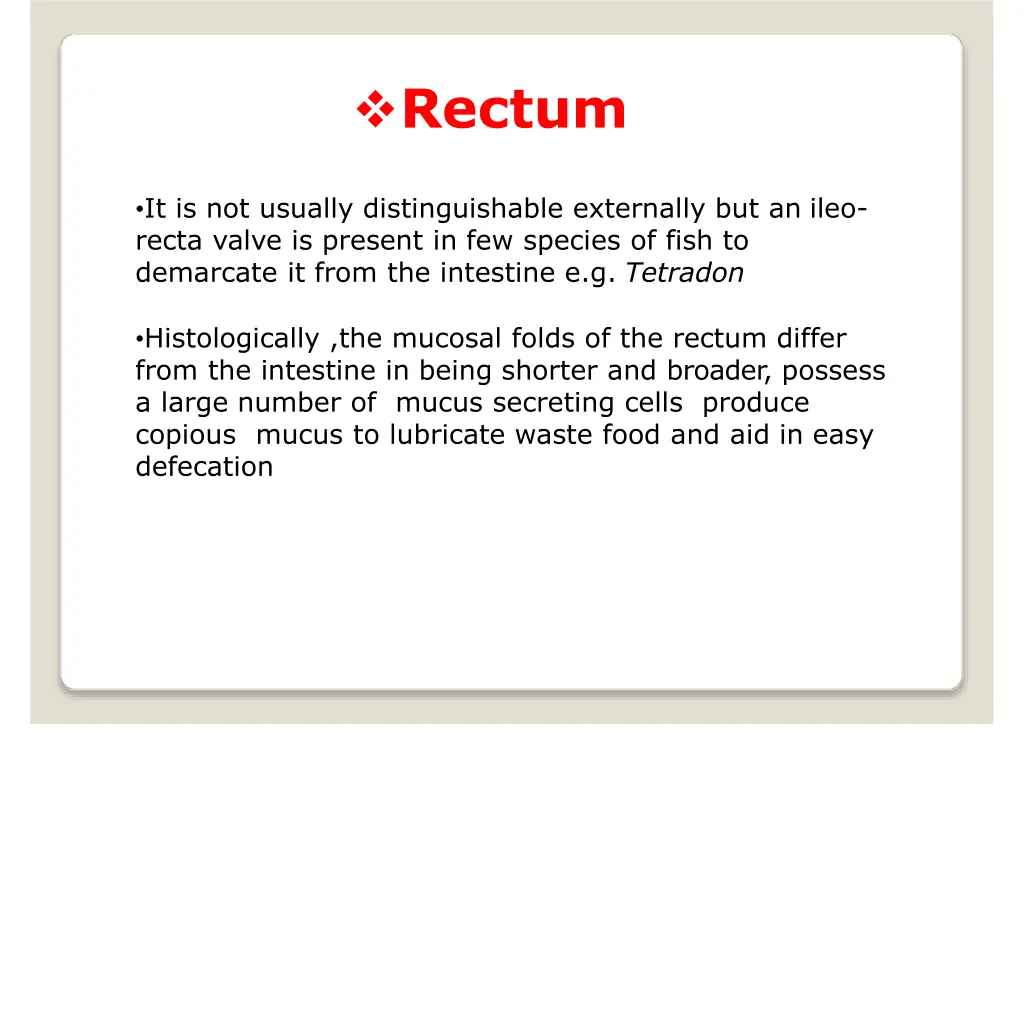 rectum