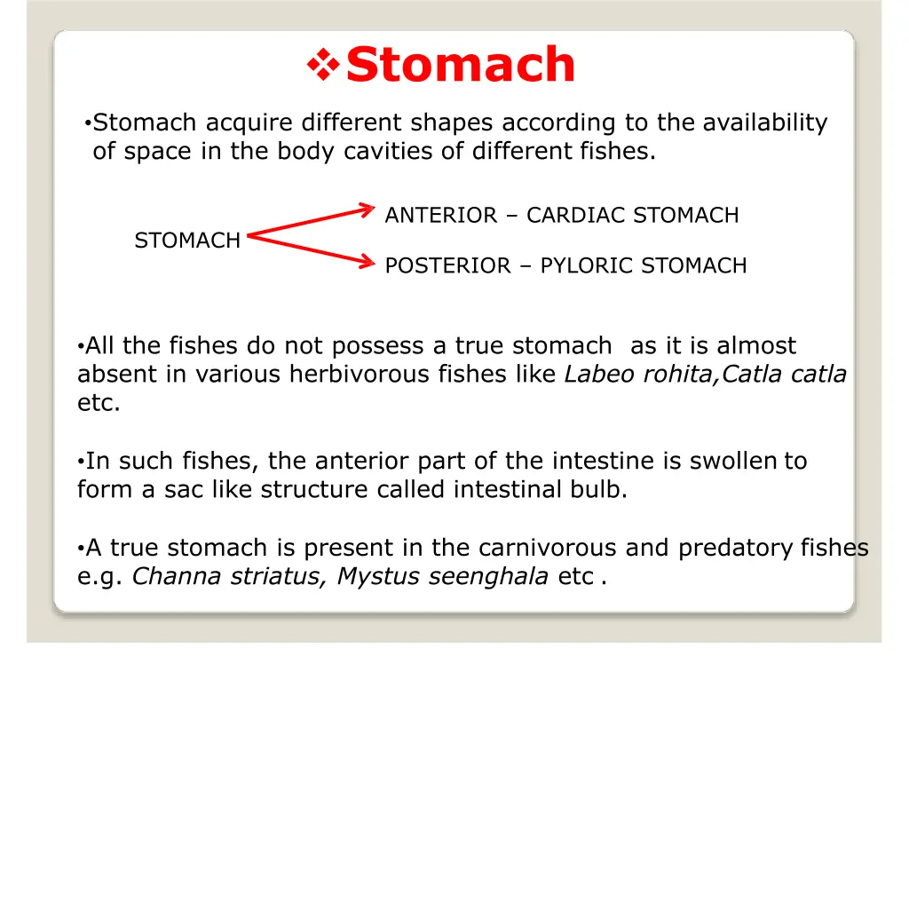 stomach