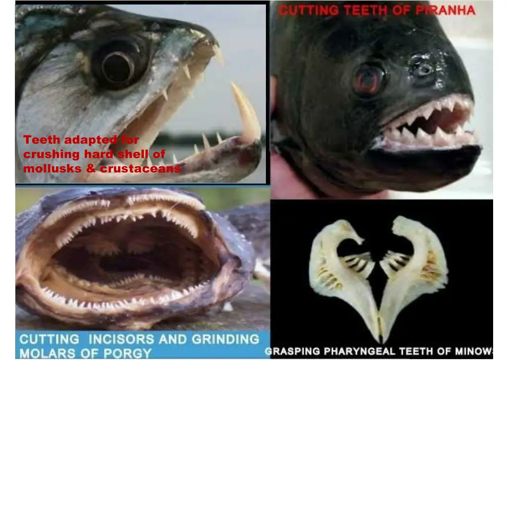 teeth adapted for crushing hard shell of mollusks