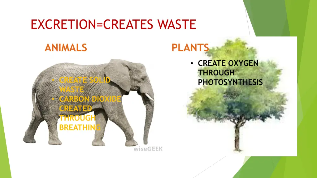 excretion creates waste