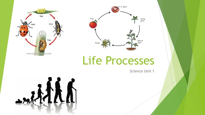 life processes