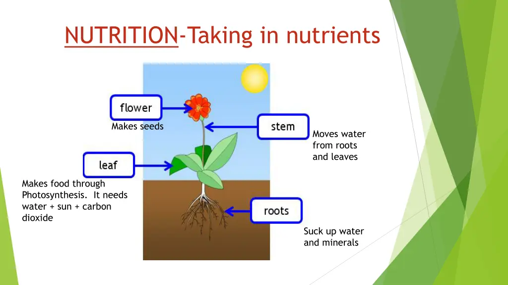 nutrition taking in nutrients