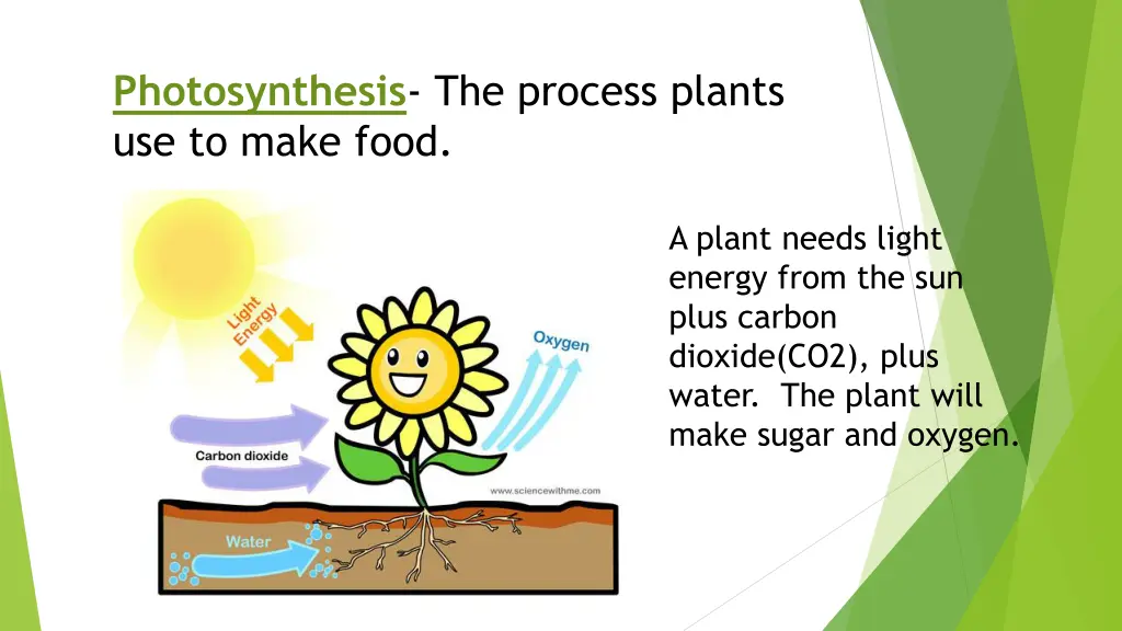 photosynthesis the process plants use to make food