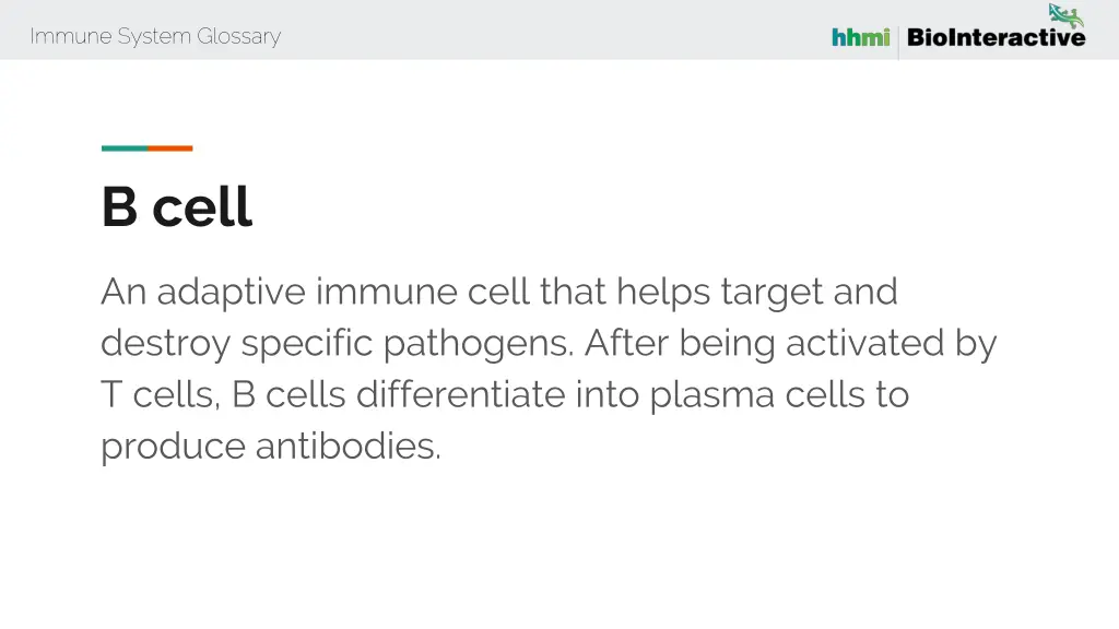 immune system glossary 11