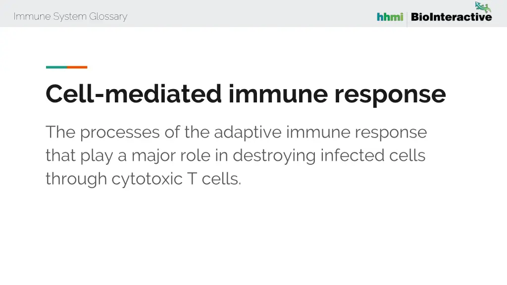 immune system glossary 14