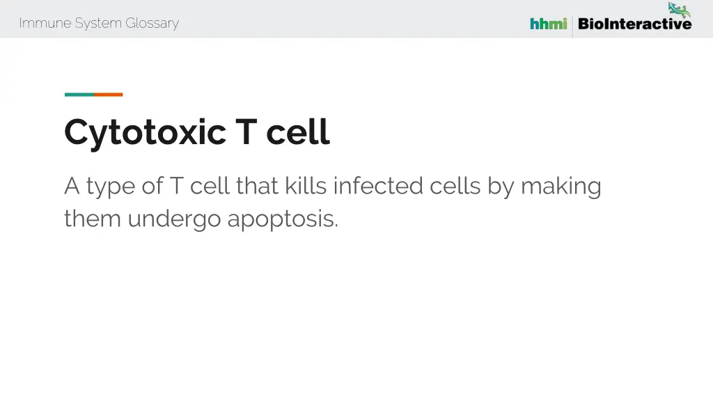 immune system glossary 17