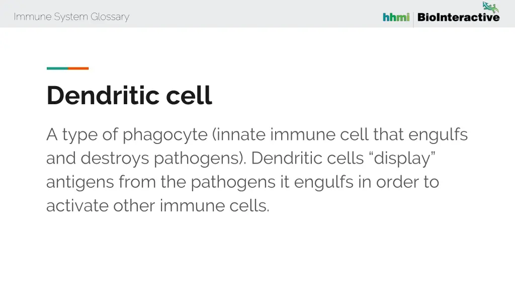 immune system glossary 18