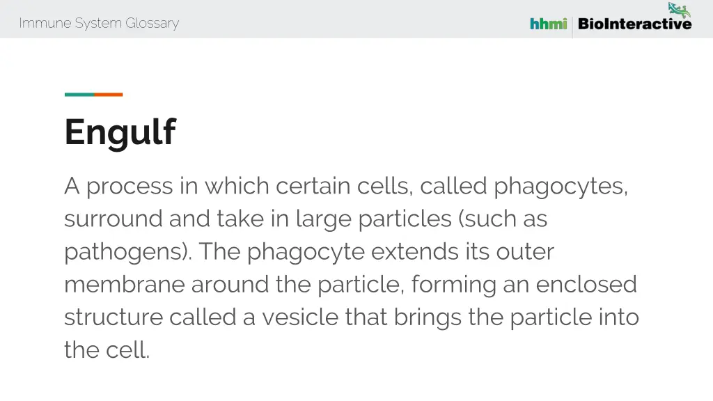 immune system glossary 21