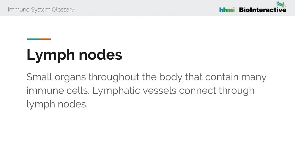 immune system glossary 34