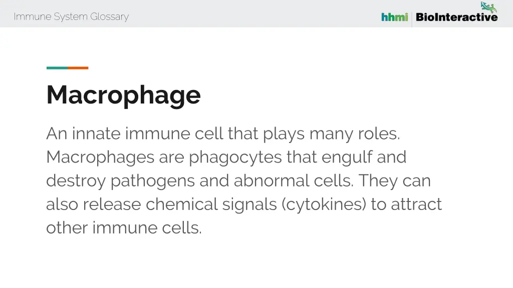 immune system glossary 38