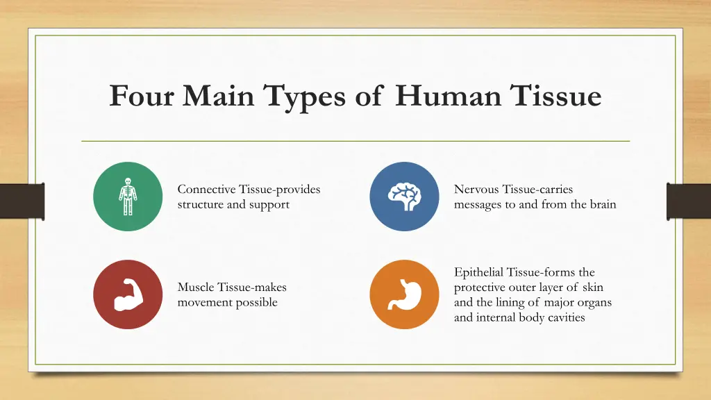 four main types of human tissue