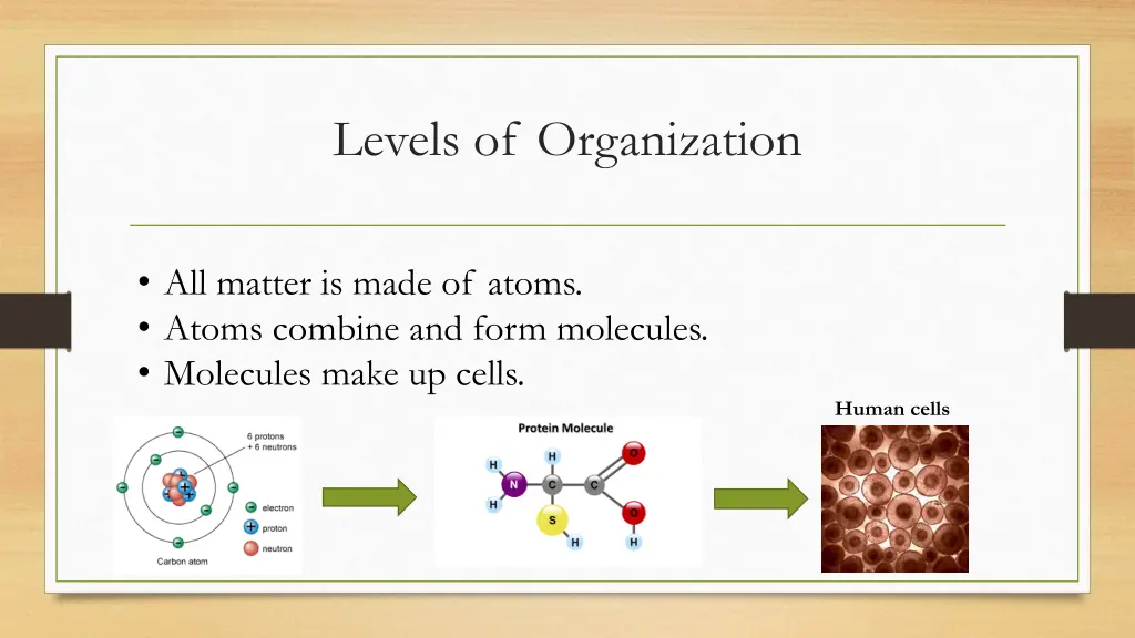 levels of organization 1