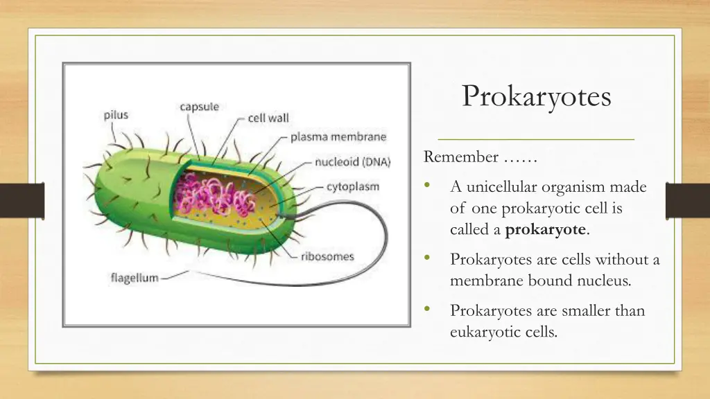 prokaryotes