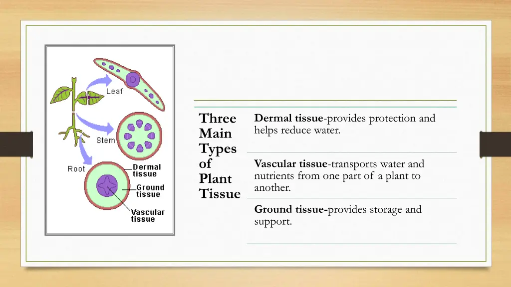 three main types of plant tissue