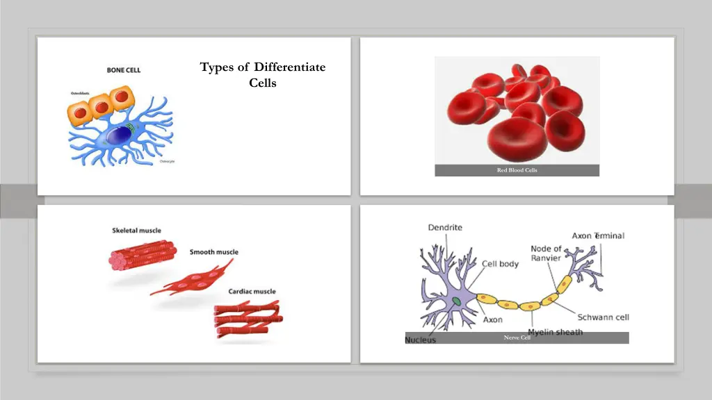 types of differentiate cells