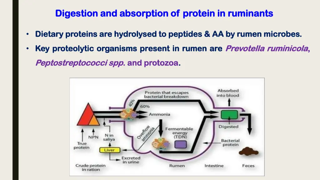 digestion and absorption of protein in ruminants