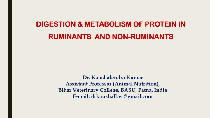 digestion metabolism of protein in digestion