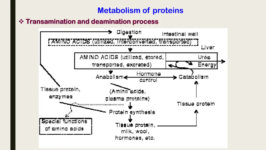 metabolism of proteins