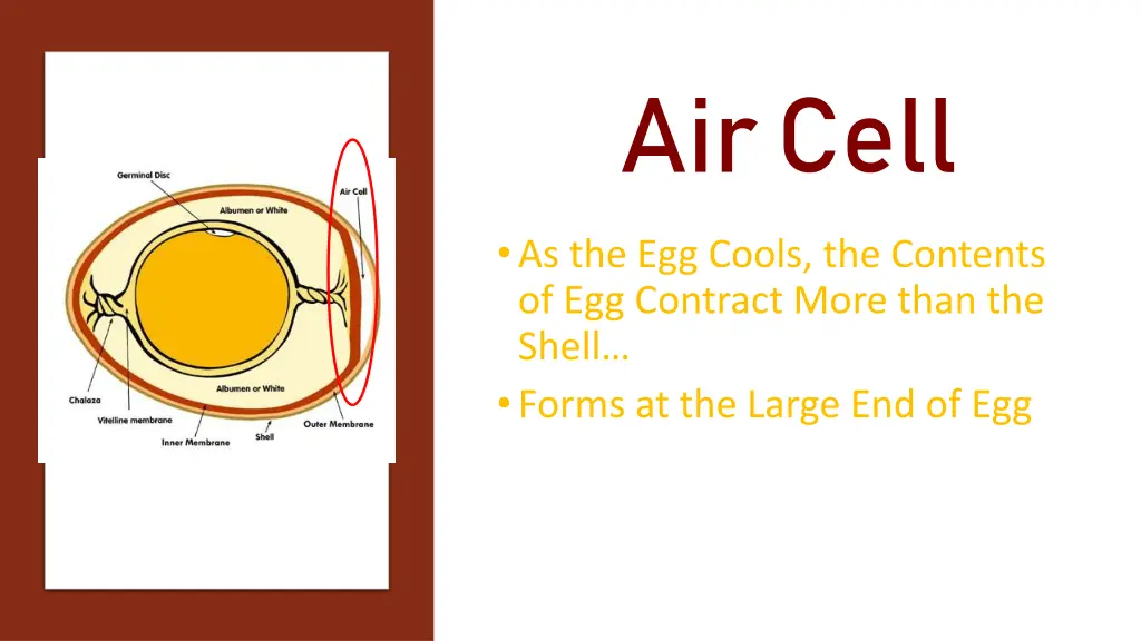 air cell