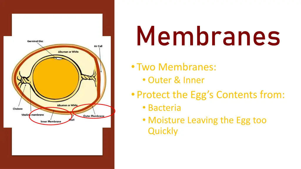 membranes