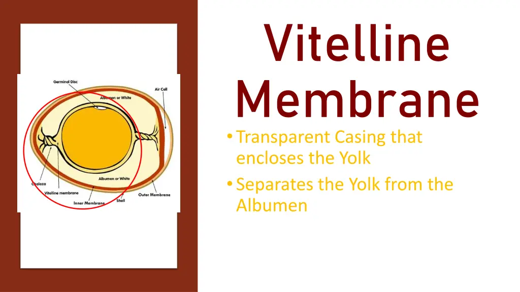 vitelline membrane transparent casing that