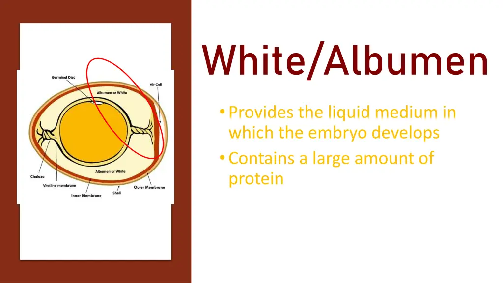 white albumen