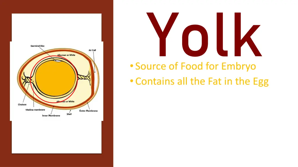 yolk source of food for embryo contains